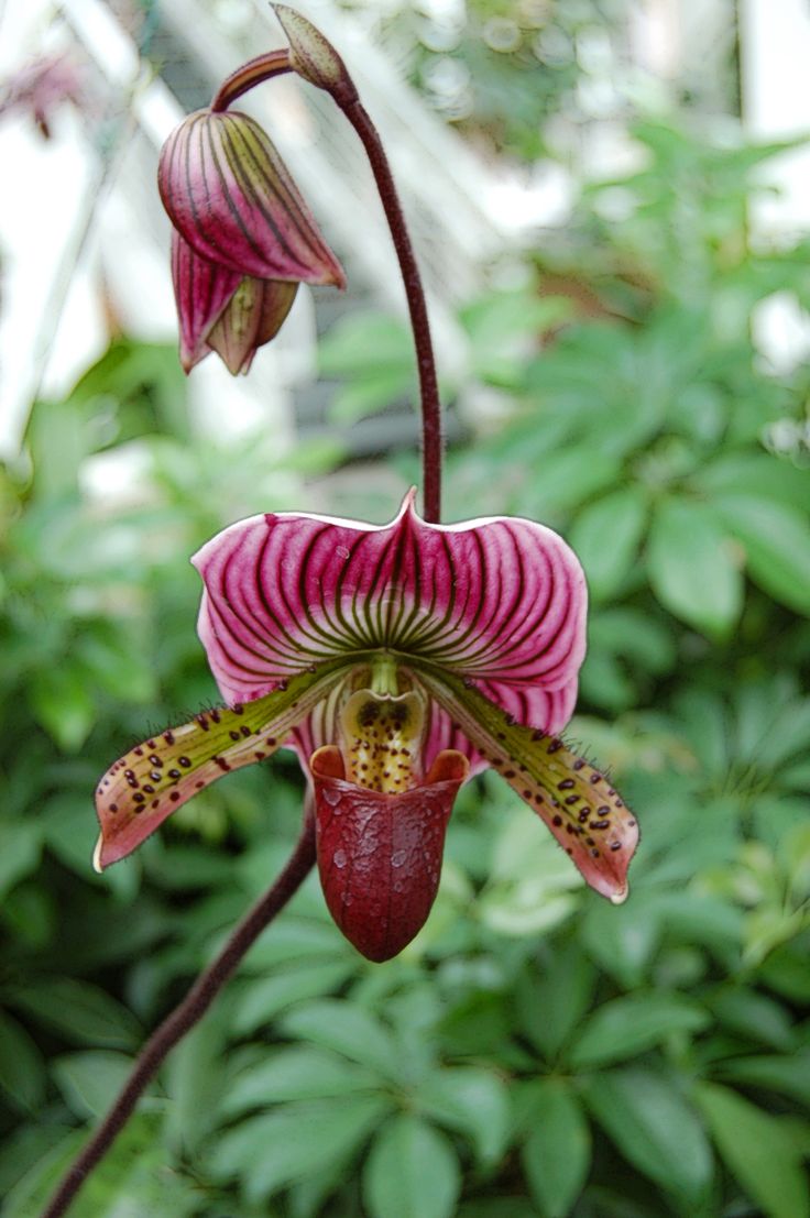 a pink and yellow flower with green leaves in the background