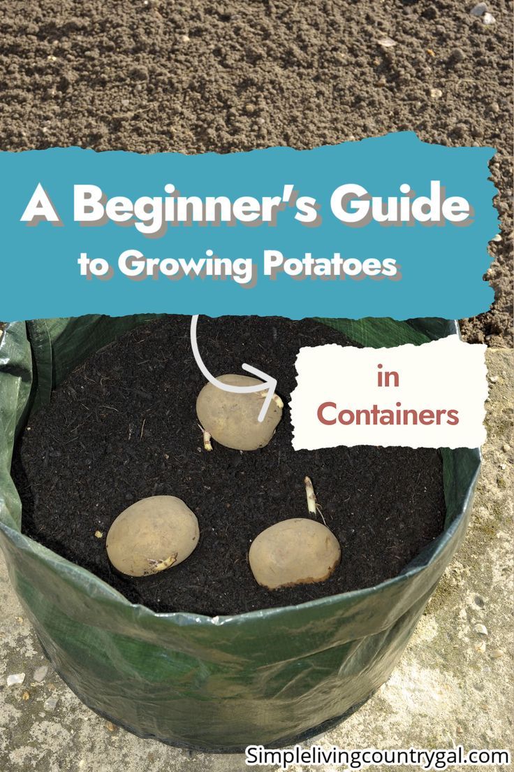 a bag filled with dirt and potatoes sitting on top of the ground next to a sign that reads, a beginner's guide to growing potatoes in containers