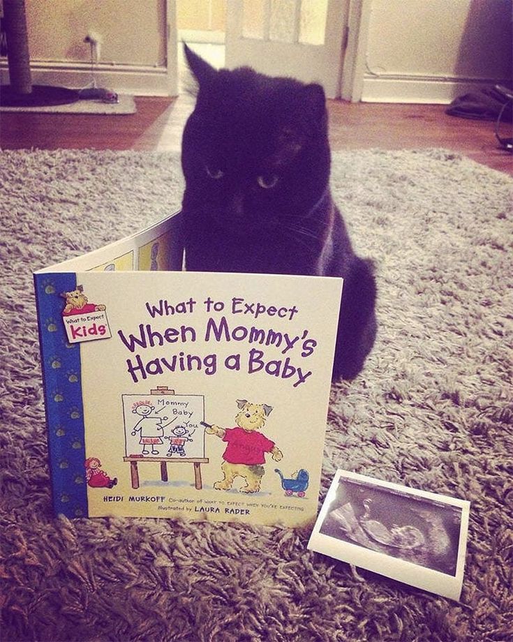 a black cat sitting on the floor next to a book about what to expect when mommy's having a baby