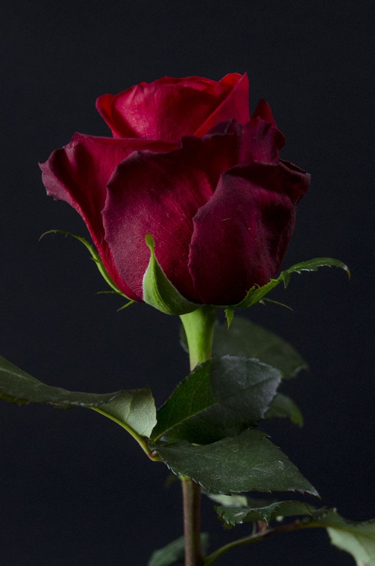 a single red rose with green leaves on a black background in front of a dark backdrop