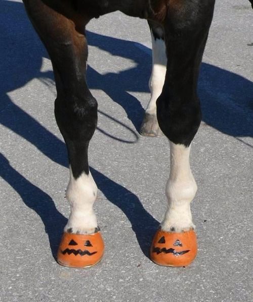 a close up of a horse's feet wearing pumpkin shoes