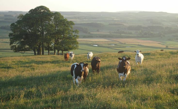 several cows are walking in the grass near trees