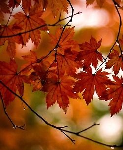 some red leaves are hanging from a branch in front of an orange and yellow background