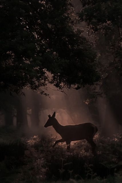 a deer is walking through the woods at night