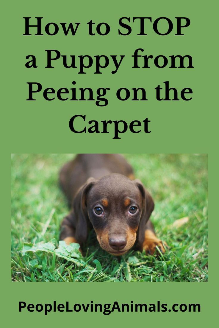 a puppy laying in the grass with text overlay reading how to stop a puppy from peeing on the carpet