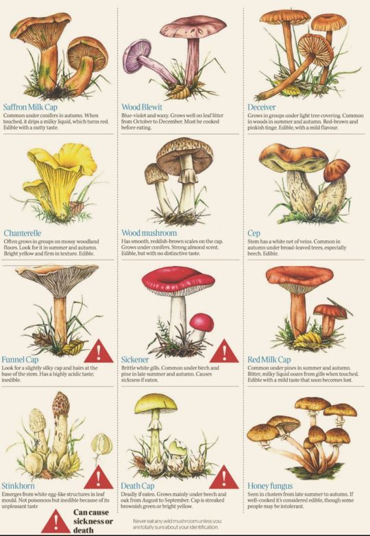 the different types of mushrooms are shown in this poster, with instructions for each mushroom