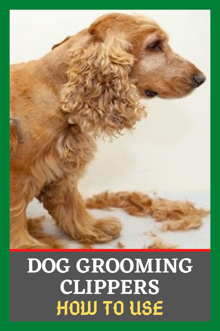 a dog grooming clippers is shown with the title how to use it?