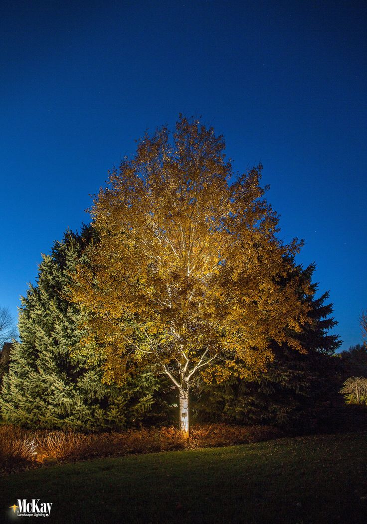 an illuminated tree in the middle of a field