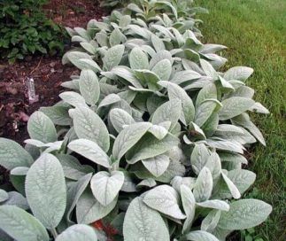 there are many different plants in the garden together, and one is green with white leaves