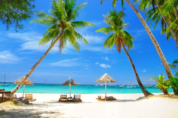 palm trees line the beach with chairs and umbrellas