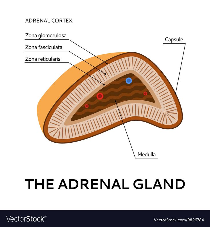 Adrenal Fatigue Diet, Nerve Anatomy, Adrenal Gland, Adrenal Cortex, Scientific Poster, Adrenal Support, Adrenal Glands, Fluid Retention, Cortisol Levels