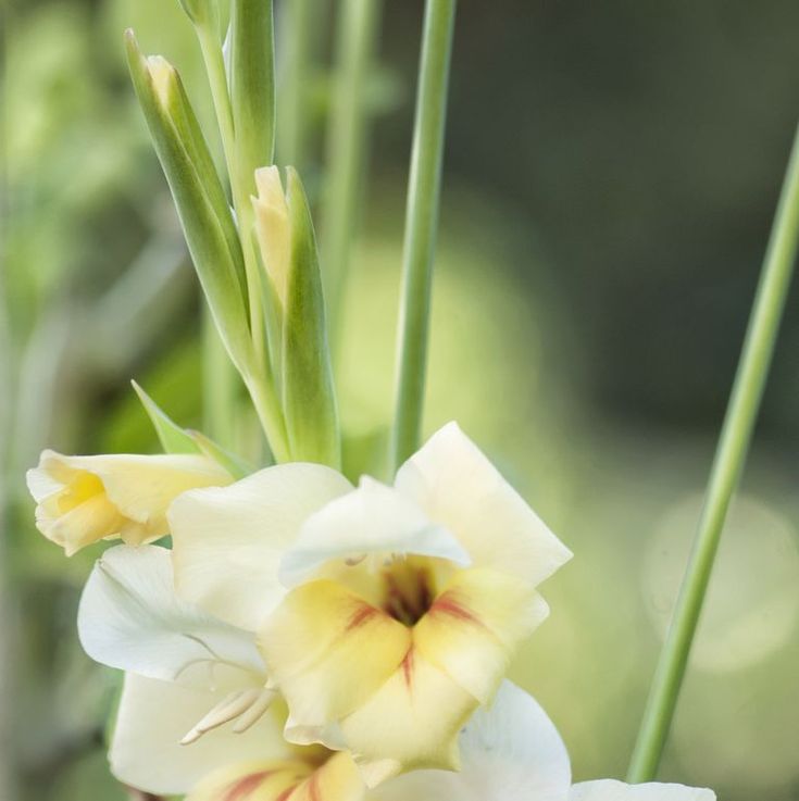 two white and yellow flowers with green stems