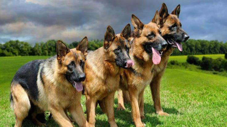 German Shepherd Etc - All about German Shepherds