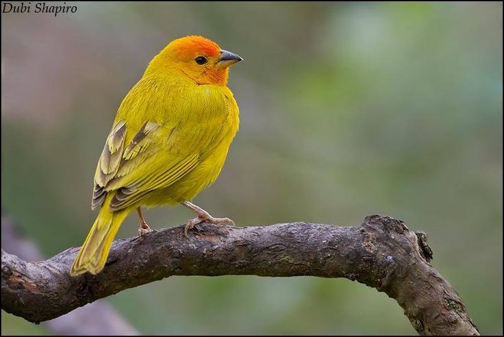 a yellow bird sitting on top of a tree branch