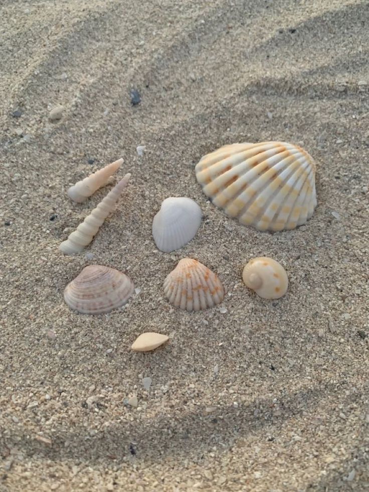 several seashells are arranged in the sand