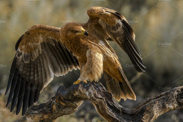 a large brown bird sitting on top of a tree branch with its wings spread out