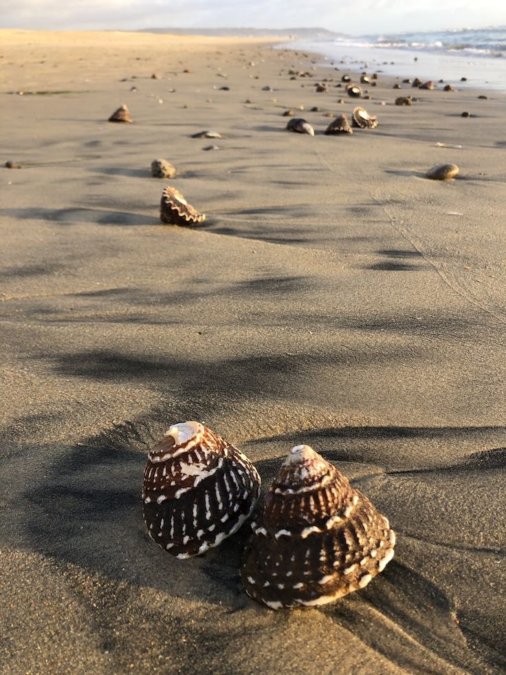 two seashells sitting on the sand at the beach