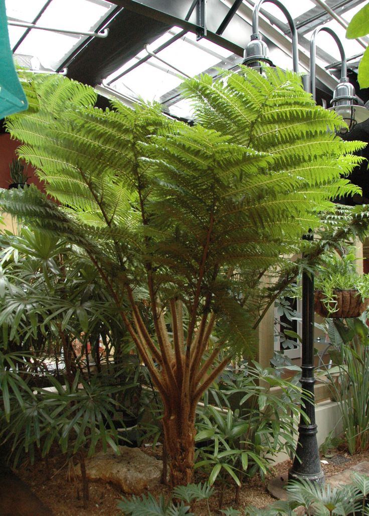 there is a large green plant in the center of this room with many other plants around it