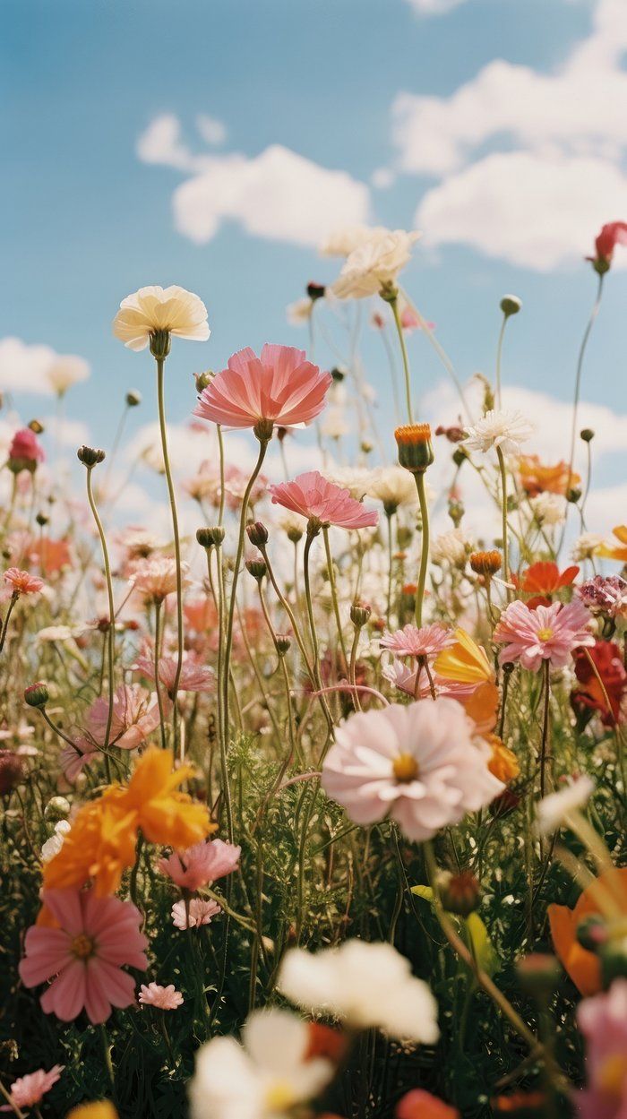 many different colored flowers in the middle of a field with blue sky and clouds behind them