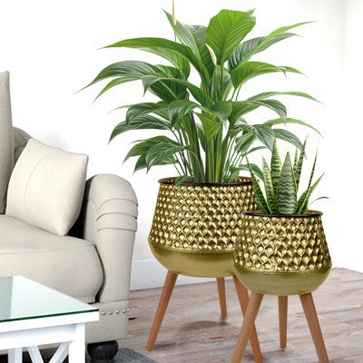 two potted plants sitting on top of wooden legs next to a couch and coffee table