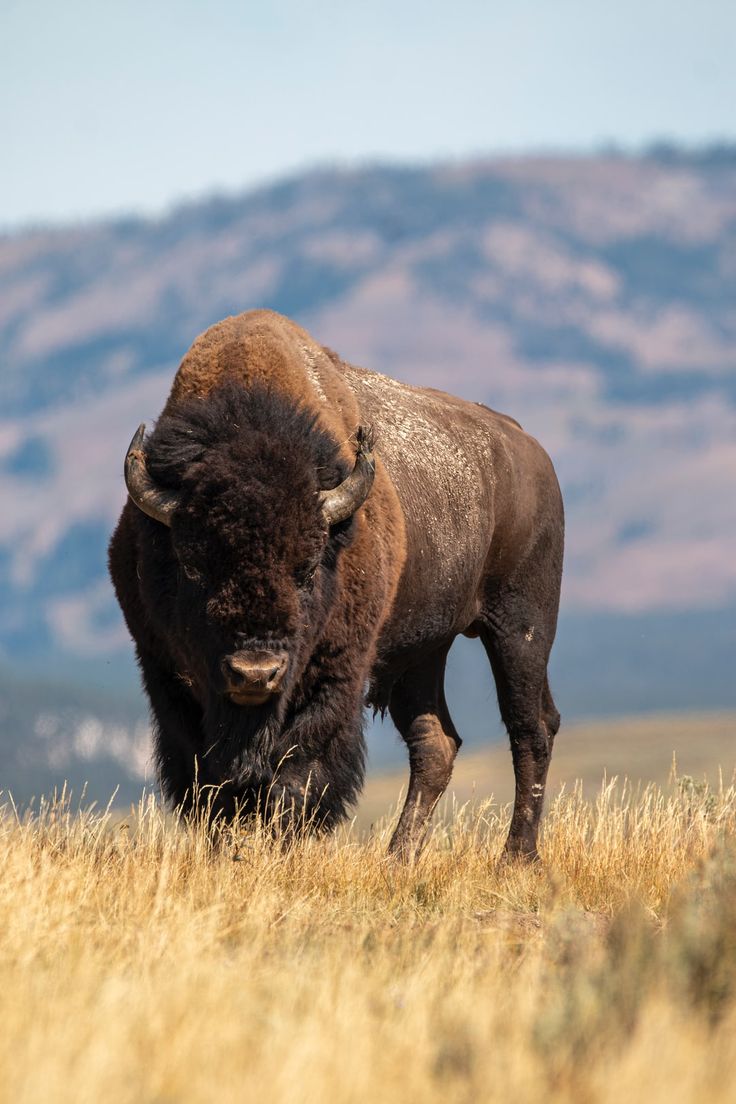 a large bison standing on top of a dry grass covered field with mountains in the background