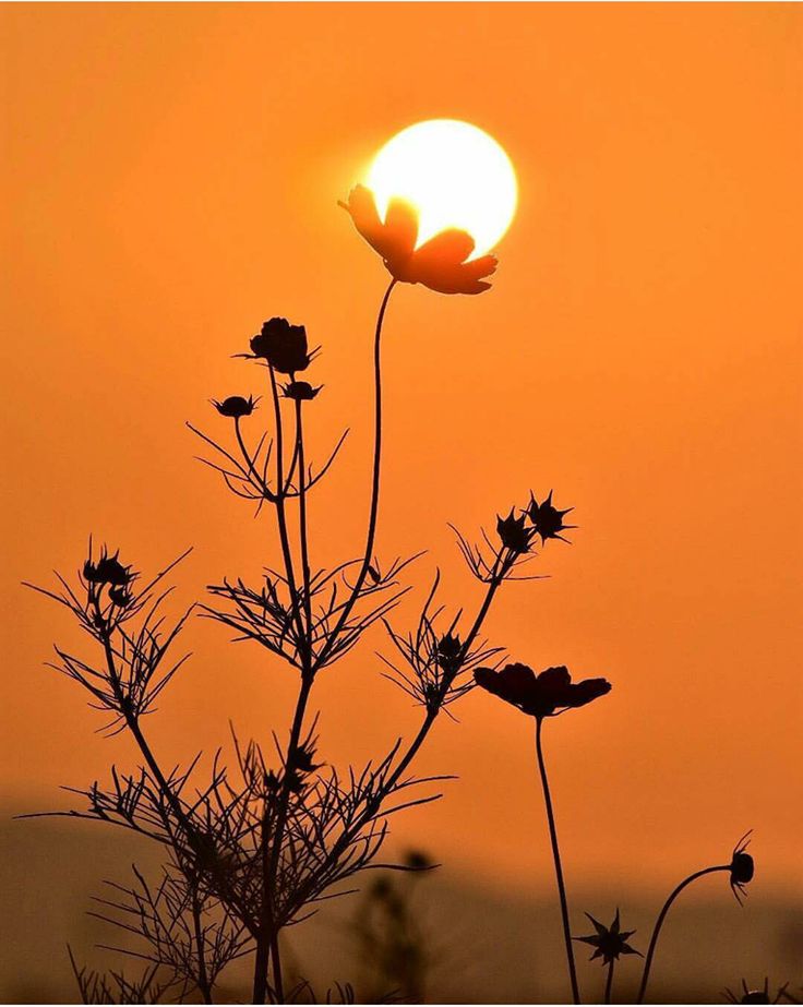 the sun is setting behind a flower with words good morning have a nice day on it