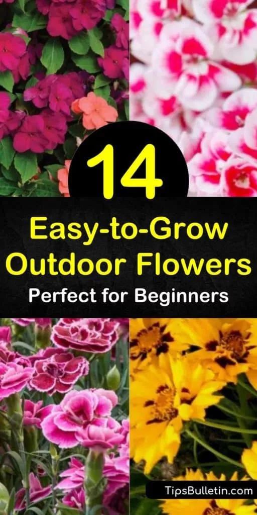 Take a look at these easy to grow outdoor flowers that are perfect for beginning gardeners. Learn which plants attract hummingbirds and which are drought-tolerant. Discover how to grow stunning flowers like daylilies or coneflower. #easy #grow #outdoor #flowers Easy To Grow Flowers, Easiest Flowers To Grow, Growing Cut Flowers, Attract Hummingbirds, Stunning Flowers, Flower Garden Design, Backyard Inspiration, Outdoor Flowers, Gardening Advice