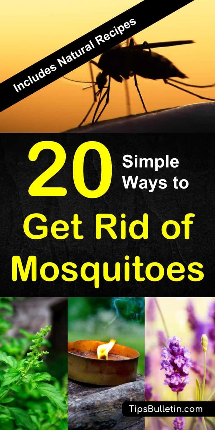 the cover of 20 simple ways to get rid of mosquitoes, including an insect