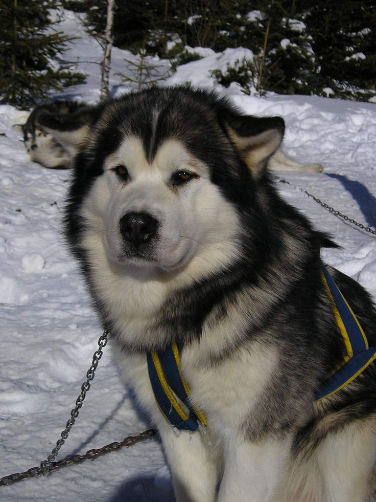 a husky dog sitting in the snow wearing a harness with chains around it's neck