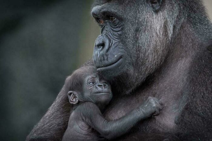 an adult gorilla holding a baby in its arms