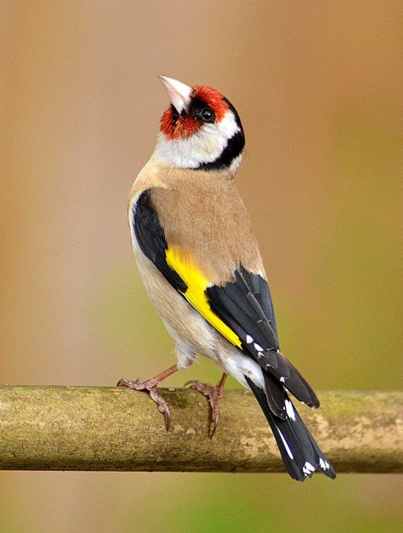 a small bird sitting on top of a wooden branch