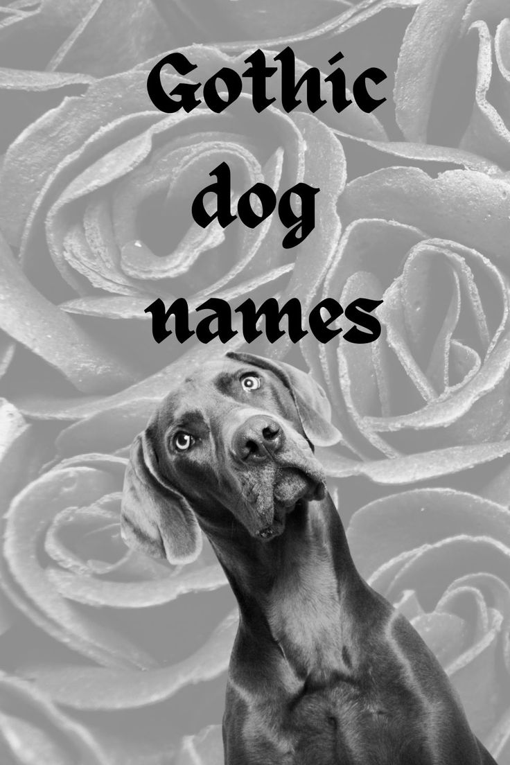 a black and white photo of a dachshund with roses in the background