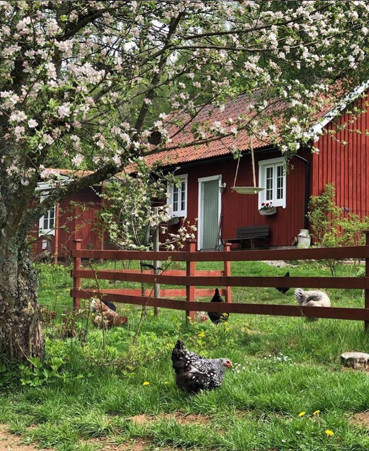 a red barn with chickens in the grass next to it and flowers on the tree