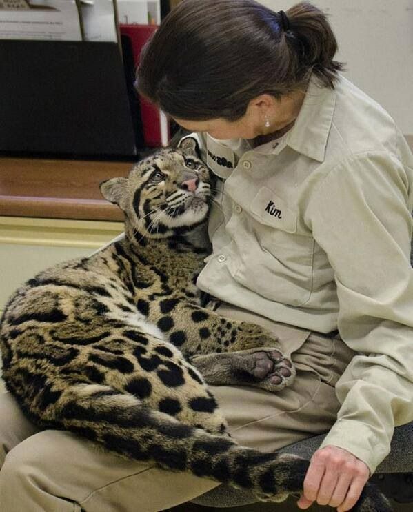 a woman is cuddling with a large cat