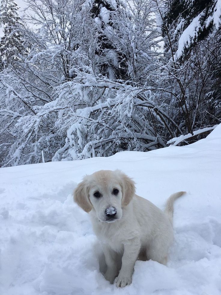 a white dog standing in the snow with trees in the backgrouds behind it