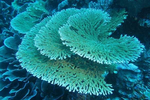 some very pretty green and white corals on the ocean