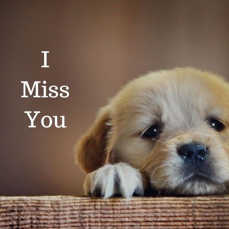 a puppy is looking over the edge of a table with his paw resting on it's head