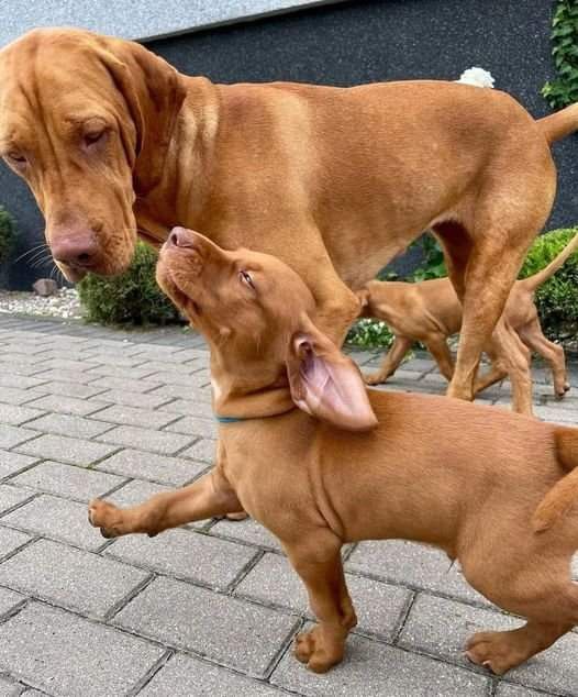 two dogs are playing with each other on the sidewalk and one dog has its mouth open