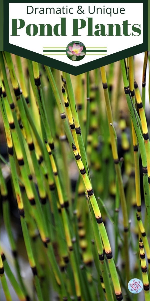 some very pretty green plants with black and yellow stripes on it's stems in front of