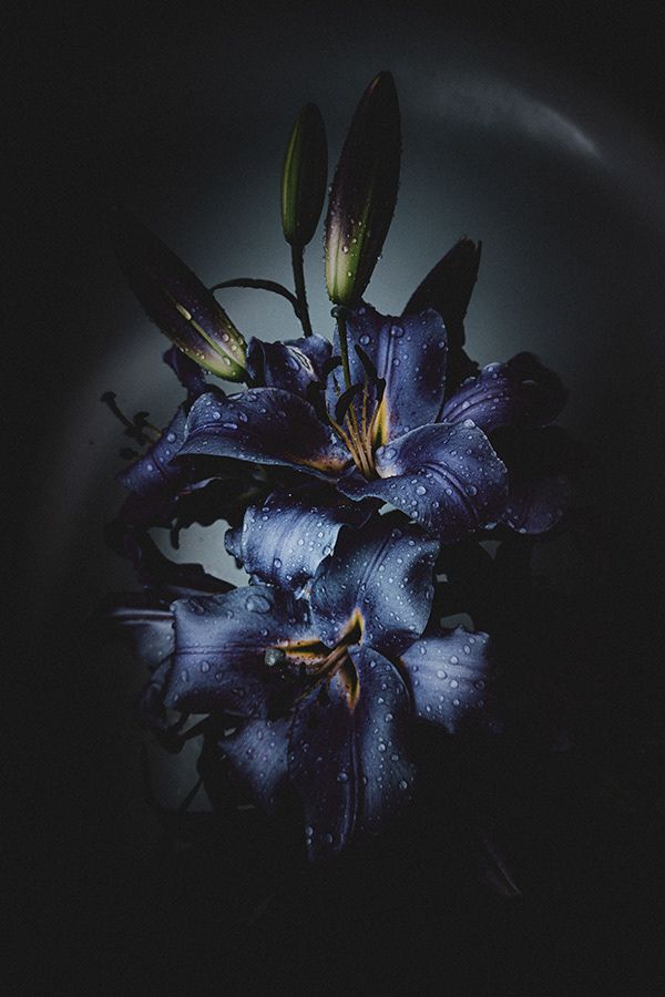 blue flowers in a black bowl on a table