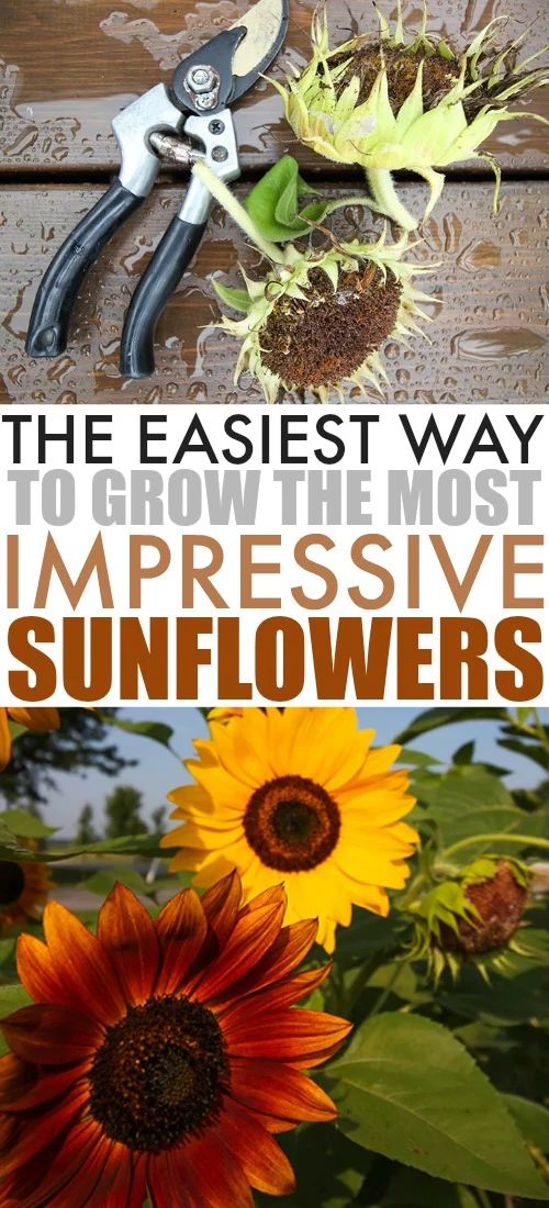 the easyest way to grow sunflowers is by using scissors or pliers