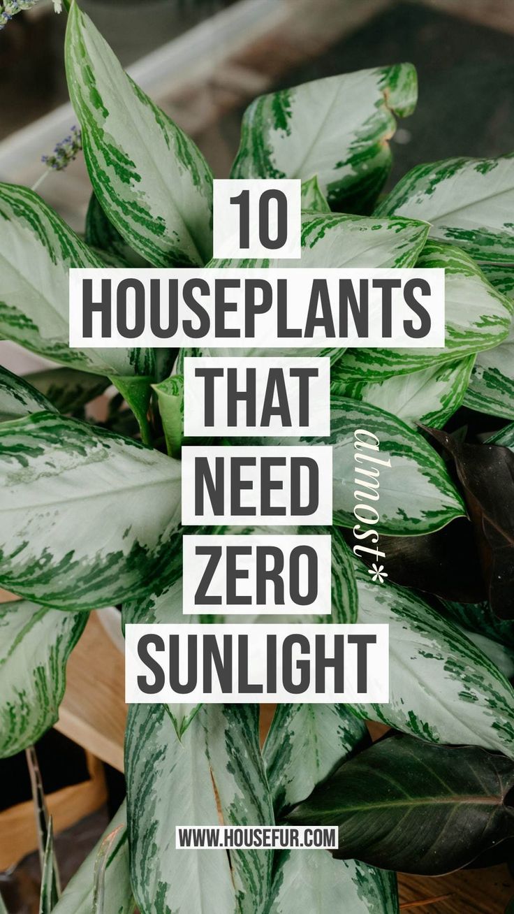 houseplants that need zero sunlight