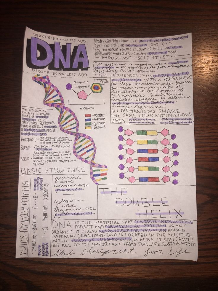 a piece of paper that has been written on it with the words dna in different colors