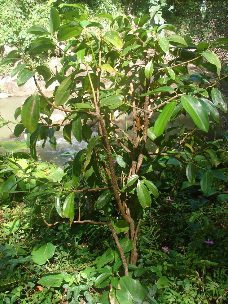 a small tree with lots of green leaves in the middle of some grass and bushes