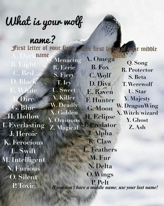 a wolf with its head in the air looking up at it's howling name