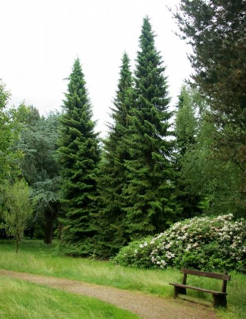 a wooden bench sitting in the middle of a lush green field next to tall trees