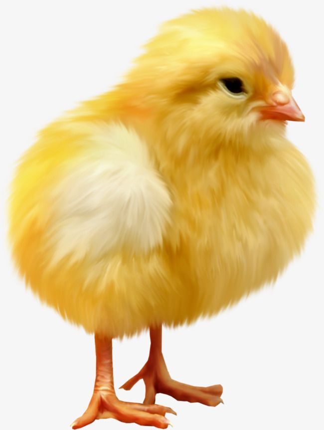 a small yellow chicken standing up against a white background