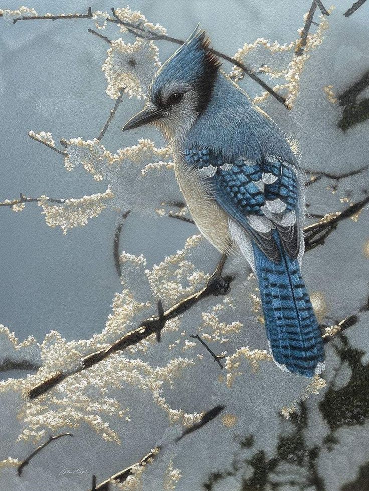 a blue bird sitting on top of a tree branch covered in white flowers next to water