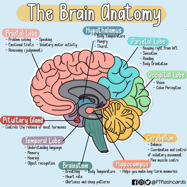 the human brain with labels on it, labeled in different colors and parts to describe