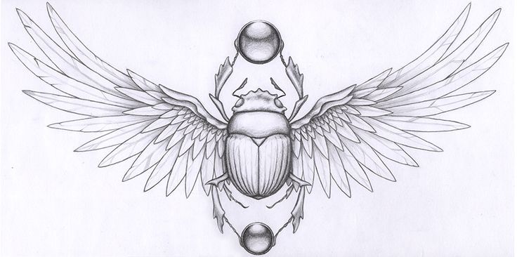 a drawing of an insect with wings